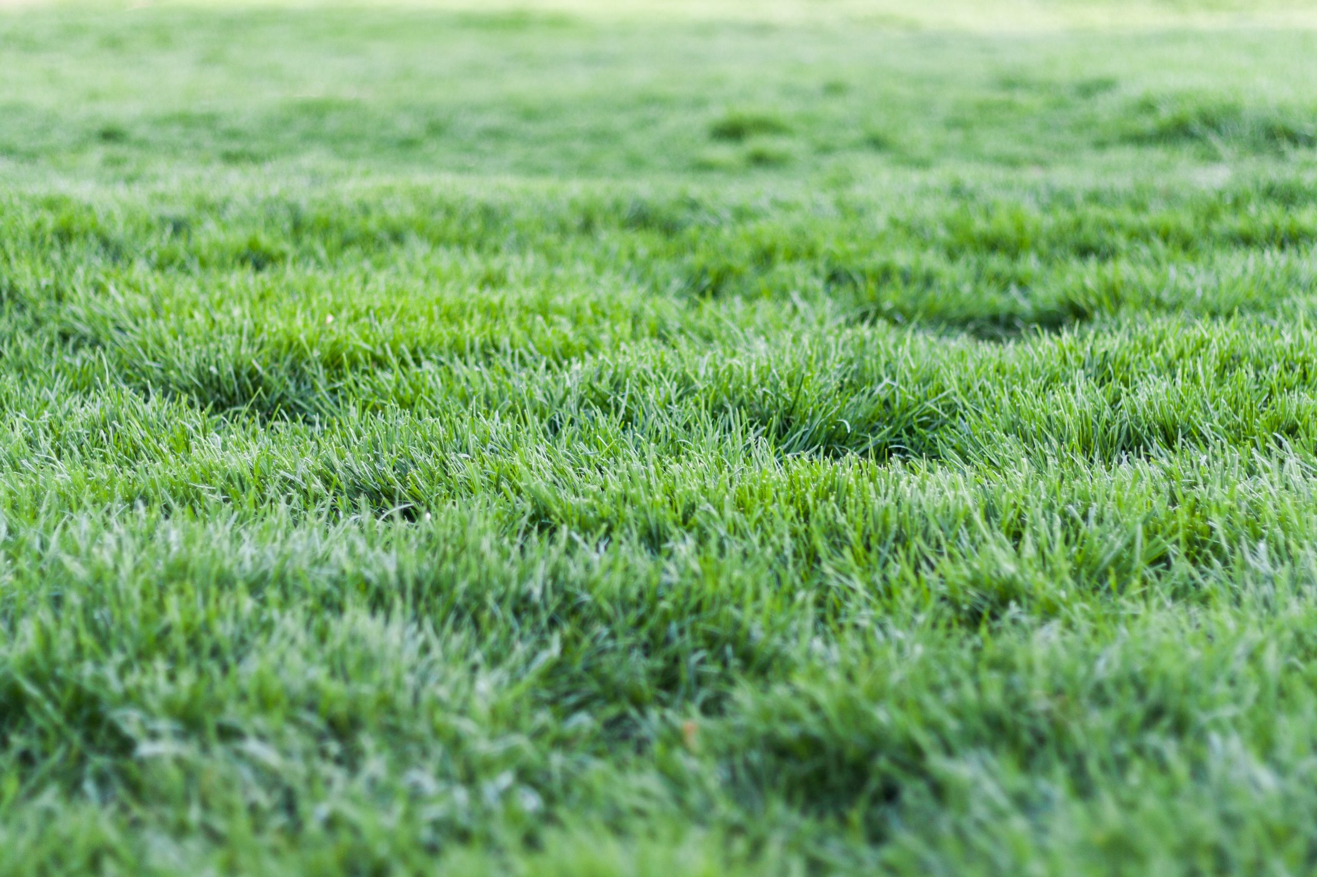 How Hydroseeding Prevents Erosion